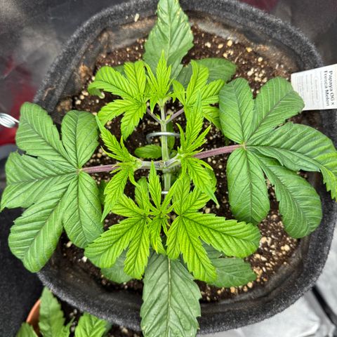 Papaya OG x Fresca Melon growlog timeline photo