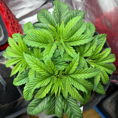 Papaya OG x Fresca Melon growlog timeline photo