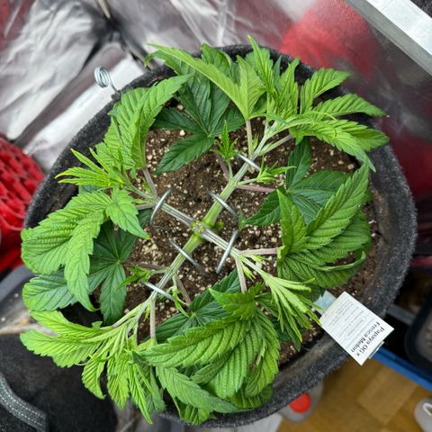 Papaya OG x Fresca Melon growlog timeline photo