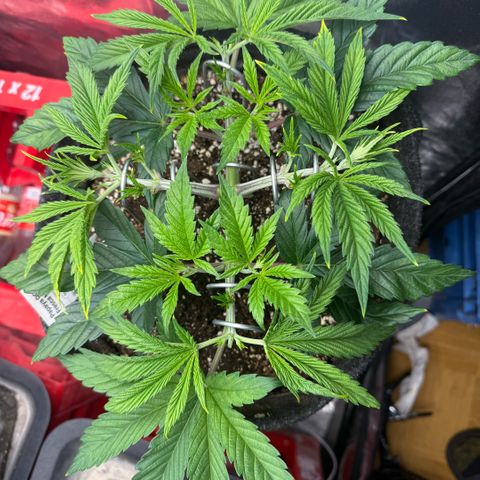 Papaya OG x Fresca Melon growlog timeline photo