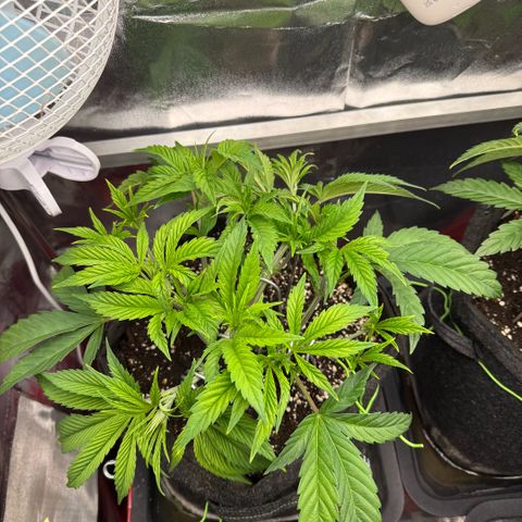 Papaya OG x Fresca Melon growlog timeline photo