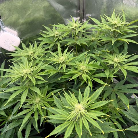 Papaya OG x Fresca Melon growlog timeline photo