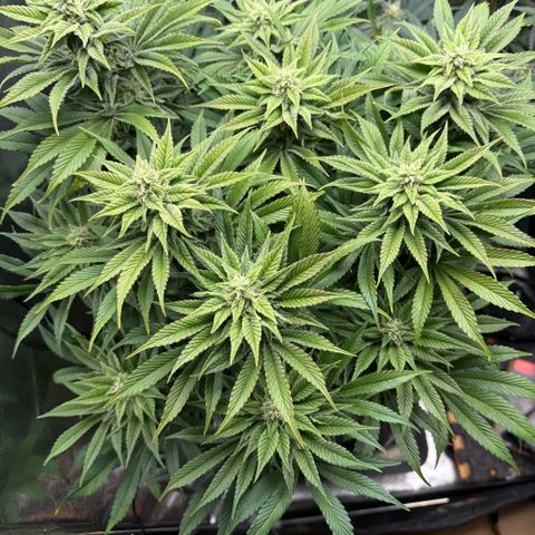 Papaya OG x Fresca Melon growlog timeline photo