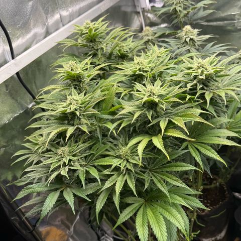 Papaya OG x Fresca Melon growlog timeline photo