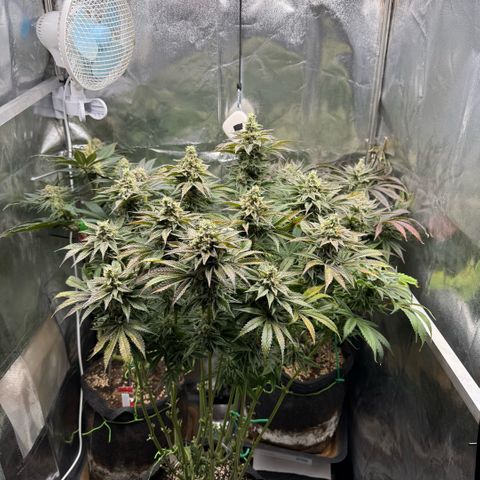 Papaya OG x Fresca Melon growlog timeline photo