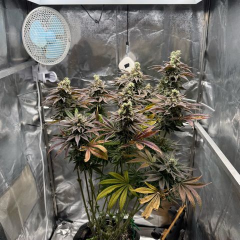 Papaya OG x Fresca Melon growlog timeline photo