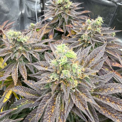 Papaya OG x Fresca Melon growlog timeline photo
