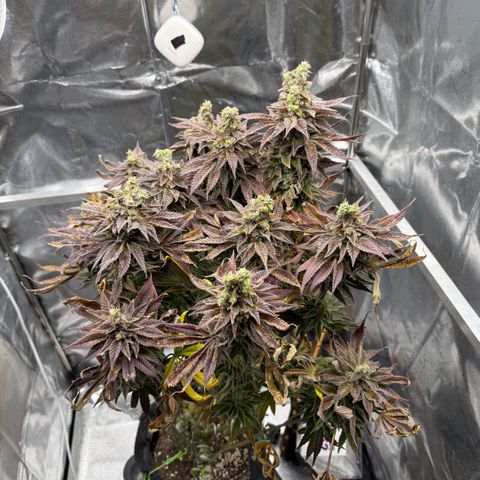 Papaya OG x Fresca Melon growlog timeline photo