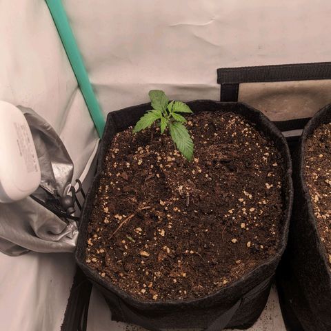 Northern Lights Auto #1 growlog timeline photo