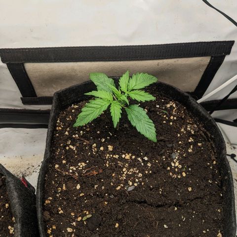 Northern Lights Auto #1 growlog timeline photo