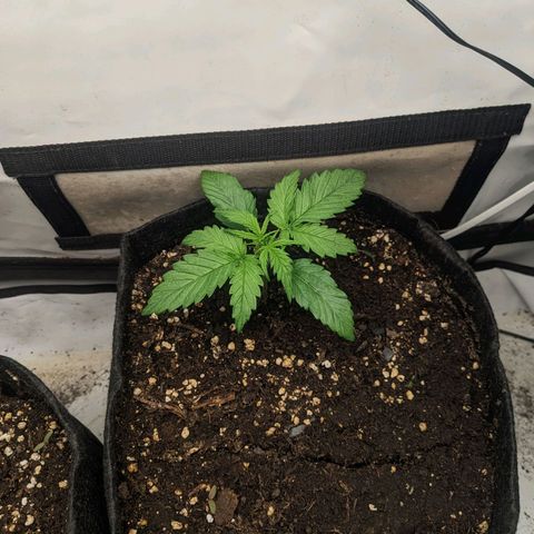 Northern Lights Auto #1 growlog timeline photo