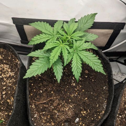 Northern Lights Auto #1 growlog timeline photo