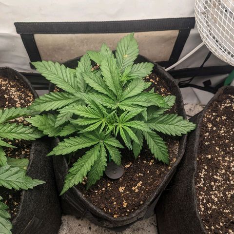 Northern Lights Auto #1 growlog timeline photo