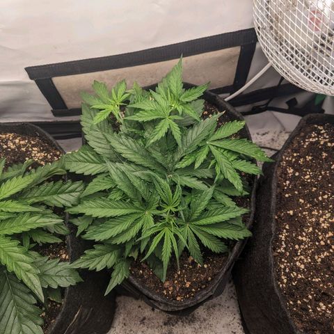 Northern Lights Auto #1 growlog timeline photo