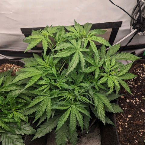 Northern Lights Auto #1 growlog timeline photo