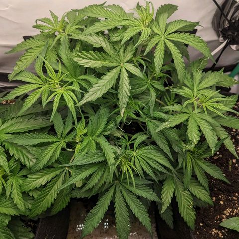 Northern Lights Auto #1 growlog timeline photo