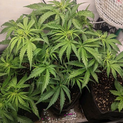 Northern Lights Auto #1 growlog timeline photo