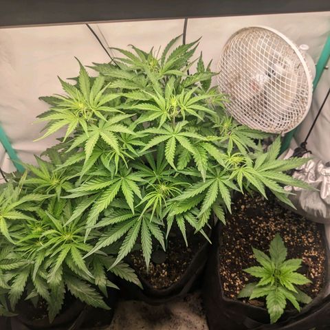 Northern Lights Auto #1 growlog timeline photo