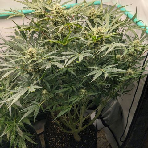 Northern Lights Auto #1 growlog timeline photo