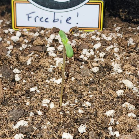 Mephisto Freebie growlog timeline photo