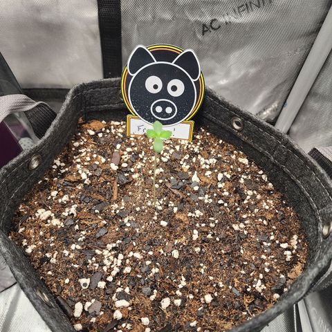 Mephisto Freebie growlog timeline photo