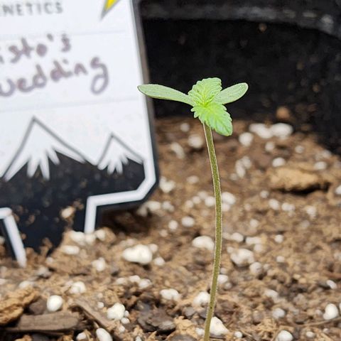 Mephisto's Wedding growlog timeline photo