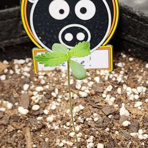 Mephisto Freebie growlog timeline photo