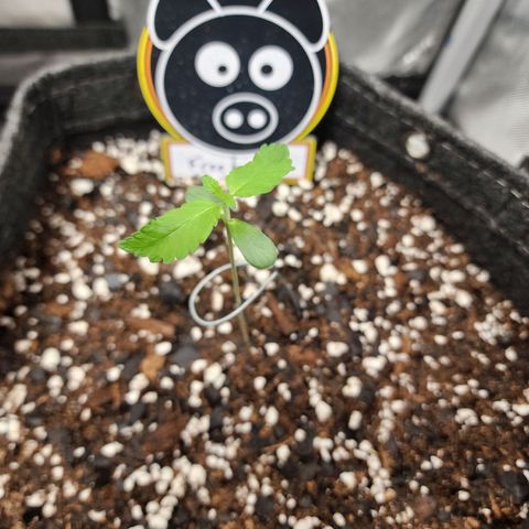 Mephisto Freebie growlog timeline photo