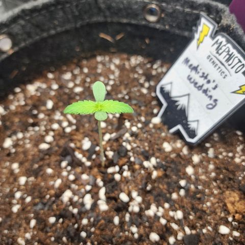Mephisto's Wedding growlog timeline photo
