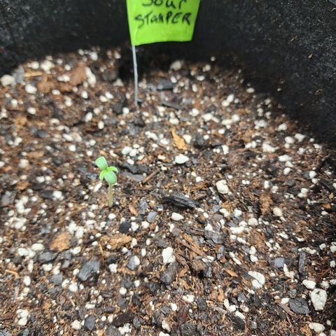 Sour Stomper growlog timeline photo