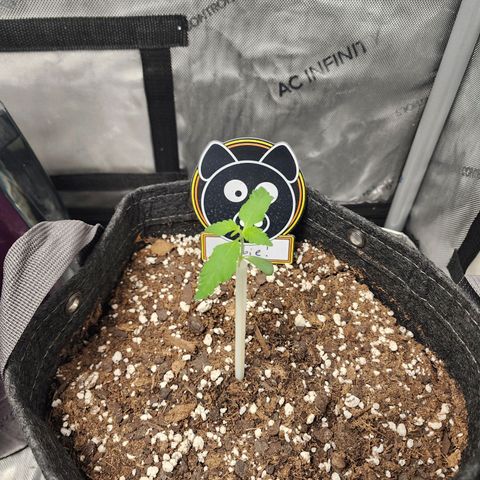 Mephisto Freebie growlog timeline photo