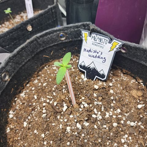 Mephisto's Wedding growlog timeline photo