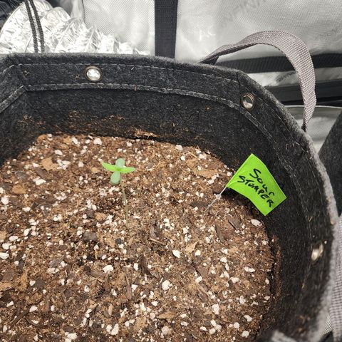 Sour Stomper growlog timeline photo