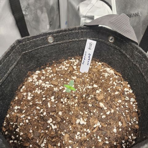 Double Grape growlog timeline photo