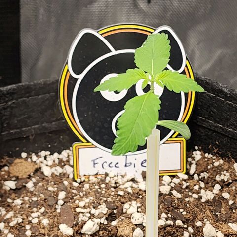 Mephisto Freebie growlog timeline photo