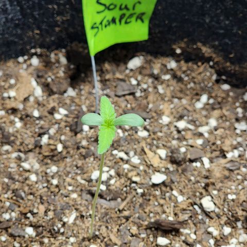 Sour Stomper growlog timeline photo
