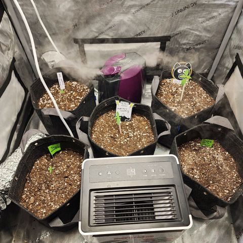 Mephisto Freebie growlog timeline photo
