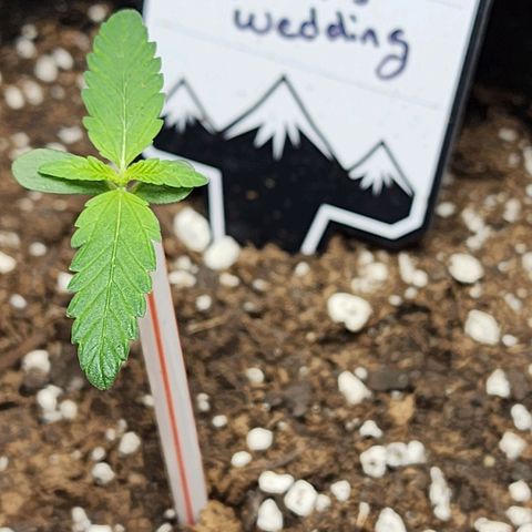 Mephisto's Wedding growlog timeline photo