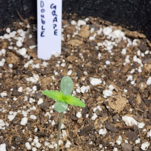Double Grape growlog timeline photo