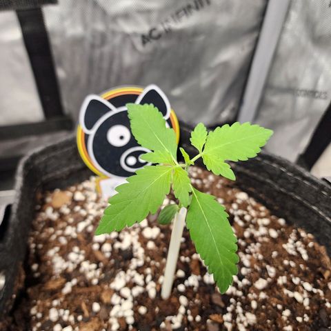 Mephisto Freebie growlog timeline photo