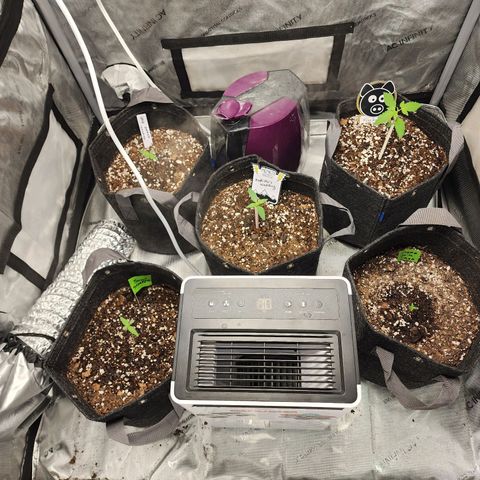 Mephisto Freebie growlog timeline photo