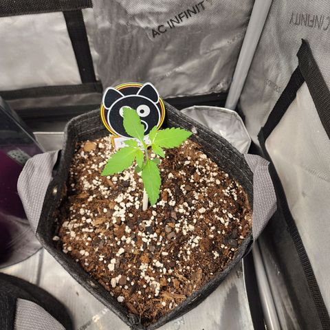 Mephisto Freebie growlog timeline photo