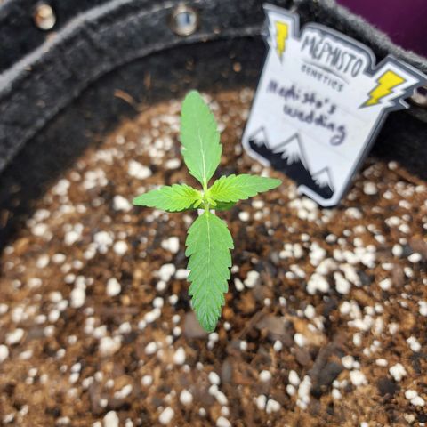 Mephisto's Wedding growlog timeline photo