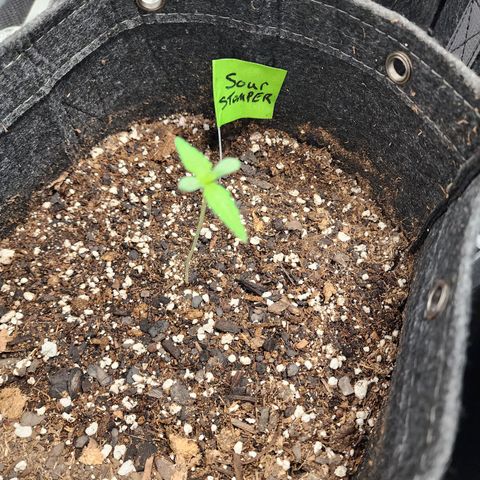 Sour Stomper growlog timeline photo