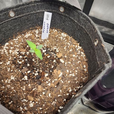 Double Grape growlog timeline photo
