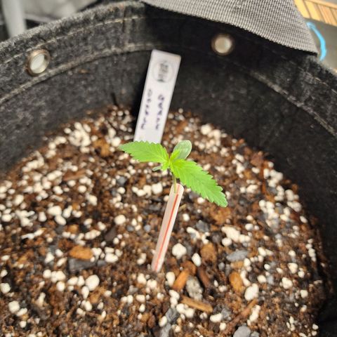 Double Grape growlog timeline photo