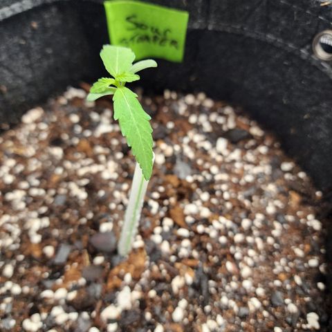 Sour Stomper growlog timeline photo