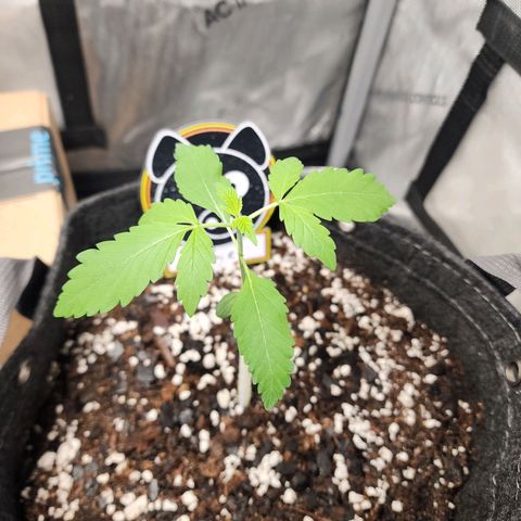 Mephisto Freebie growlog timeline photo