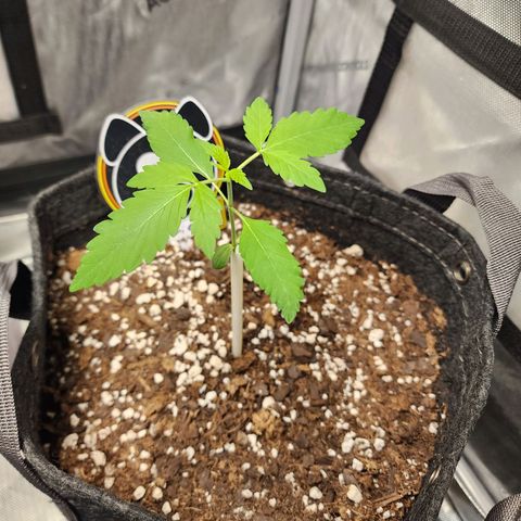 Mephisto Freebie growlog timeline photo