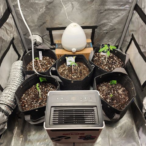Mephisto Freebie growlog timeline photo